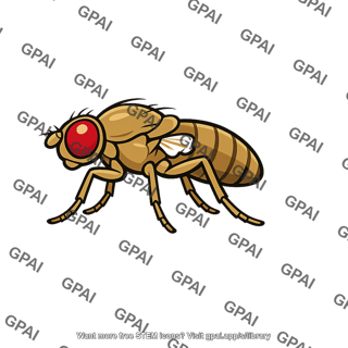 Fruit fly vestigial wing