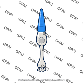 Cone photoreceptor