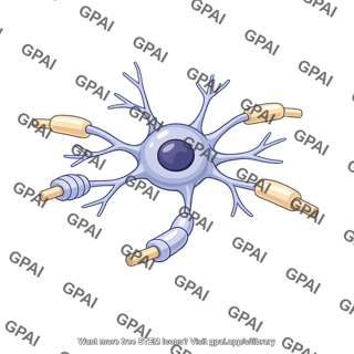 Oligodendrocyte