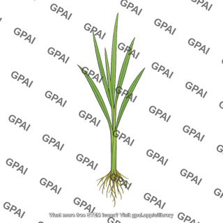 Rice seedling