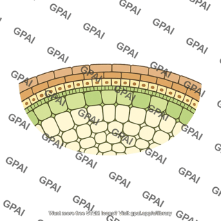 Cork cambium