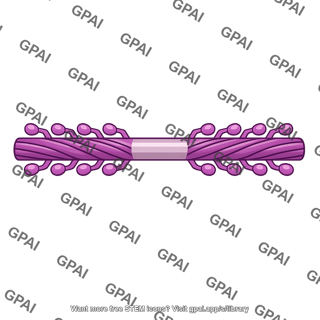 Thick myosin filament