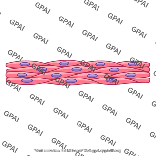 Intestinal muscle