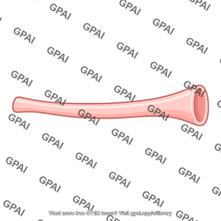 Eustachian tube