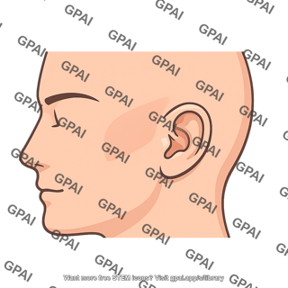 Human head profile
