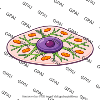 Animal cell
