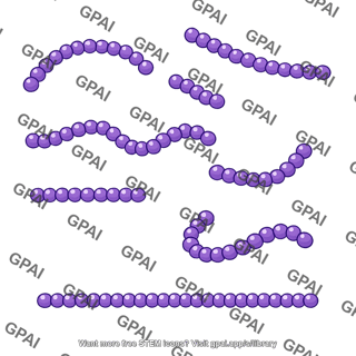 Streptococcus
