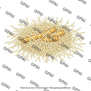 Mycorrhiza