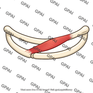 Rib muscle