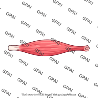 Skeletal muscle bundle