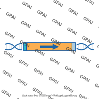 Lacz gene