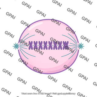 Cell metaphase mitosis
