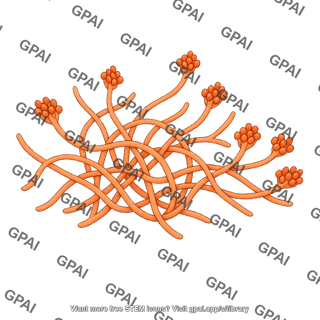 Neurospora