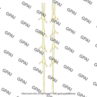 Longitudinal nerve cord