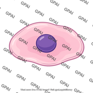 Cheek cell