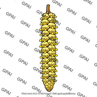 Hazel staminate flower