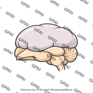 Human brain