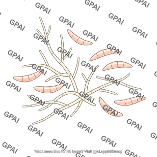 Fusarium circinatum