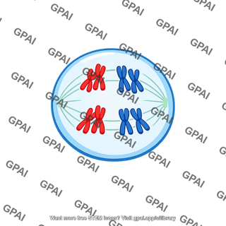 Cell dividing meiosis