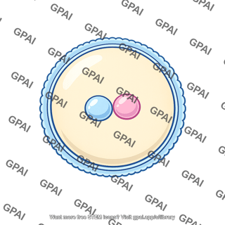 Newly fertilized egg