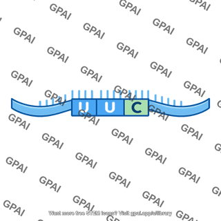 Mrna uuc codon