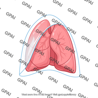 Membrane surrounding lung