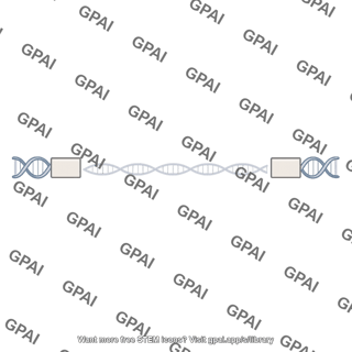 Nontranscribed spacer
