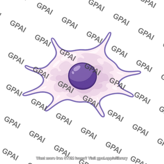 Neural crest cell