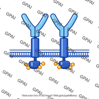 Cell surface receptor tyrosine kinase