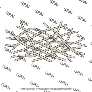 Fungal hyphae