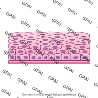 Stratified squamous epithelium