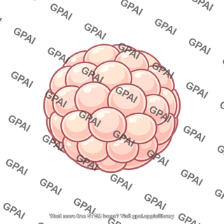 Mammalian embryo blastomere stage