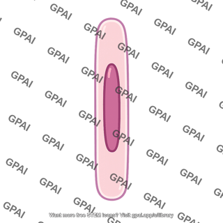 Embryonic cell elongated