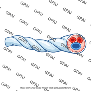 Umbilical cord cutaway