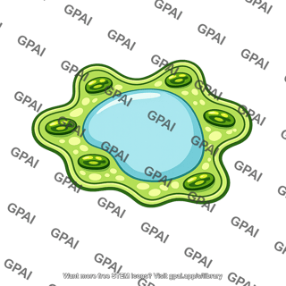 Spongy mesophyll cell