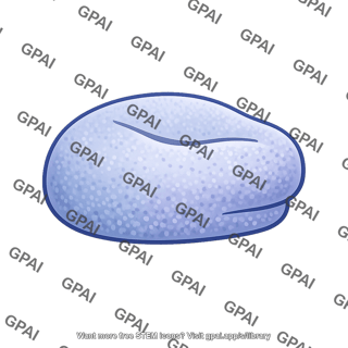 Ribosome small subunit