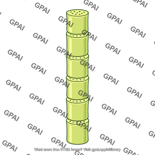 Phloem sieve tube