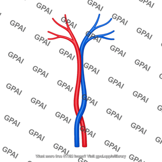 Central artery and vein of the retina