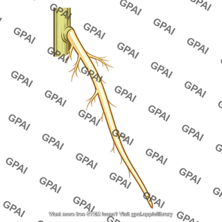 Adventitious root