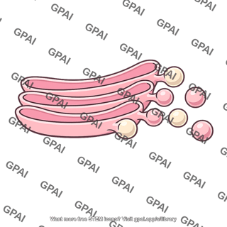 Golgi trans face