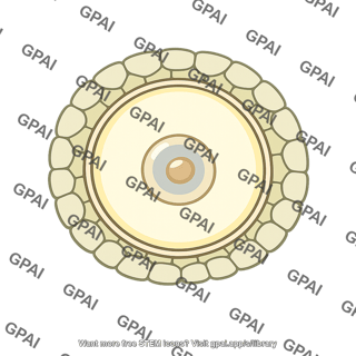 Microsporocyte
