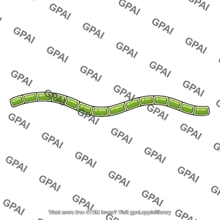 Filamentous alga