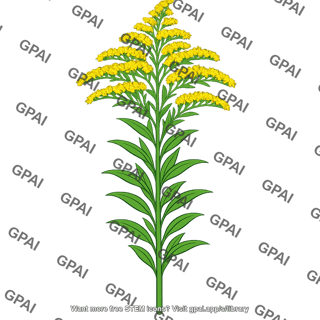 Solidago canadensis