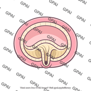 Deuterostome embryo
