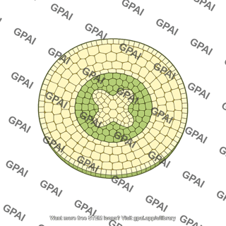 Root cross section