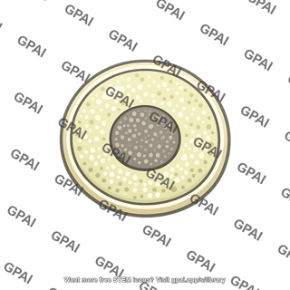 Peroxisome