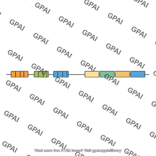 Heavy chain gene
