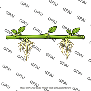 Rooted branch