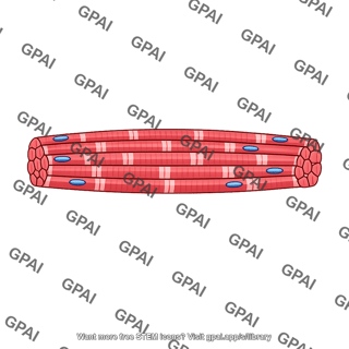 Skeletal muscle