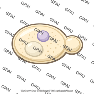 Budding yeast cell